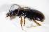  ( - GBOL_Col_FK_2802)  @13 [ ] CreativeCommons - Attribution Non-Commercial Share-Alike (2015) Unspecified SNSB, Zoologische Staatssammlung Muenchen