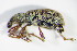  ( - GBOL_Col_FK_2806)  @13 [ ] CreativeCommons - Attribution Non-Commercial Share-Alike (2015) Unspecified SNSB, Zoologische Staatssammlung Muenchen