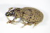 ( - GBOL_Col_FK_2824)  @13 [ ] CreativeCommons - Attribution Non-Commercial Share-Alike (2015) Unspecified SNSB, Zoologische Staatssammlung Muenchen