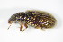  ( - GBOL_Col_FK_2827)  @12 [ ] CreativeCommons - Attribution Non-Commercial Share-Alike (2015) Unspecified SNSB, Zoologische Staatssammlung Muenchen