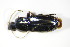  ( - GBOL_Col_FK_2845)  @13 [ ] CreativeCommons - Attribution Non-Commercial Share-Alike (2015) Unspecified SNSB, Zoologische Staatssammlung Muenchen