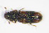  ( - GBOL_Col_FK_2853)  @13 [ ] CreativeCommons - Attribution Non-Commercial Share-Alike (2015) Unspecified SNSB, Zoologische Staatssammlung Muenchen