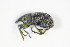  ( - GBOL_Col_FK_2869)  @12 [ ] CreativeCommons - Attribution Non-Commercial Share-Alike (2015) Unspecified SNSB, Zoologische Staatssammlung Muenchen