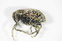  ( - GBOL_Col_FK_2890)  @11 [ ] CreativeCommons - Attribution Non-Commercial Share-Alike (2015) Unspecified SNSB, Zoologische Staatssammlung Muenchen