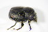  ( - GBOL_Col_FK_2939)  @11 [ ] CreativeCommons - Attribution Non-Commercial Share-Alike (2015) Unspecified SNSB, Zoologische Staatssammlung Muenchen