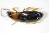  ( - GBOL_Col_FK_2944)  @12 [ ] CreativeCommons - Attribution Non-Commercial Share-Alike (2015) Unspecified SNSB, Zoologische Staatssammlung Muenchen