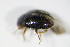  ( - GBOL_Col_FK_2965)  @12 [ ] CreativeCommons - Attribution Non-Commercial Share-Alike (2015) Unspecified SNSB, Zoologische Staatssammlung Muenchen