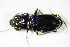  ( - GBOL_Col_FK_2969)  @13 [ ] CreativeCommons - Attribution Non-Commercial Share-Alike (2015) Unspecified SNSB, Zoologische Staatssammlung Muenchen
