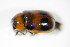  ( - GBOL_Col_FK_2985)  @13 [ ] CreativeCommons - Attribution Non-Commercial Share-Alike (2015) Unspecified SNSB, Zoologische Staatssammlung Muenchen