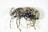  ( - GBOL_Col_FK_3023)  @12 [ ] CreativeCommons - Attribution Non-Commercial Share-Alike (2015) Unspecified SNSB, Zoologische Staatssammlung Muenchen