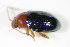  ( - GBOL_Col_FK_3025)  @13 [ ] CreativeCommons - Attribution Non-Commercial Share-Alike (2015) Unspecified SNSB, Zoologische Staatssammlung Muenchen