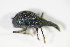  ( - GBOL_Col_FK_3032)  @12 [ ] CreativeCommons - Attribution Non-Commercial Share-Alike (2015) Unspecified SNSB, Zoologische Staatssammlung Muenchen