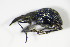  ( - GBOL_Col_FK_3033)  @12 [ ] CreativeCommons - Attribution Non-Commercial Share-Alike (2015) Unspecified SNSB, Zoologische Staatssammlung Muenchen