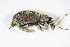  ( - GBOL_Col_FK_3034)  @12 [ ] CreativeCommons - Attribution Non-Commercial Share-Alike (2015) Unspecified SNSB, Zoologische Staatssammlung Muenchen