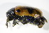  ( - GBOL_Col_FK_3039)  @11 [ ] CreativeCommons - Attribution Non-Commercial Share-Alike (2015) Unspecified SNSB, Zoologische Staatssammlung Muenchen