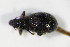  ( - GBOL_Col_FK_3040)  @12 [ ] CreativeCommons - Attribution Non-Commercial Share-Alike (2015) Unspecified SNSB, Zoologische Staatssammlung Muenchen