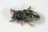  ( - GBOL_Col_FK_3055)  @12 [ ] CreativeCommons - Attribution Non-Commercial Share-Alike (2015) Unspecified SNSB, Zoologische Staatssammlung Muenchen