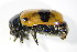  ( - GBOL_Col_FK_3059)  @11 [ ] CreativeCommons - Attribution Non-Commercial Share-Alike (2015) Unspecified SNSB, Zoologische Staatssammlung Muenchen