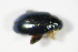  ( - GBOL_Col_FK_3061)  @12 [ ] CreativeCommons - Attribution Non-Commercial Share-Alike (2015) Unspecified SNSB, Zoologische Staatssammlung Muenchen