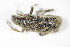  ( - GBOL_Col_FK_3067)  @12 [ ] CreativeCommons - Attribution Non-Commercial Share-Alike (2015) Unspecified SNSB, Zoologische Staatssammlung Muenchen