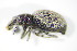  ( - GBOL_Col_FK_3071)  @14 [ ] CreativeCommons - Attribution Non-Commercial Share-Alike (2015) Unspecified SNSB, Zoologische Staatssammlung Muenchen
