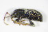  ( - GBOL_Col_FK_3077)  @12 [ ] CreativeCommons - Attribution Non-Commercial Share-Alike (2015) Unspecified SNSB, Zoologische Staatssammlung Muenchen