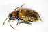  ( - GBOL_Col_FK_3081)  @13 [ ] CreativeCommons - Attribution Non-Commercial Share-Alike (2015) Unspecified SNSB, Zoologische Staatssammlung Muenchen