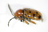  ( - GBOL_Col_FK_3082)  @12 [ ] CreativeCommons - Attribution Non-Commercial Share-Alike (2015) Unspecified SNSB, Zoologische Staatssammlung Muenchen