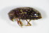  ( - GBOL_Col_FK_3089)  @12 [ ] CreativeCommons - Attribution Non-Commercial Share-Alike (2015) Unspecified SNSB, Zoologische Staatssammlung Muenchen