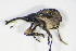  ( - GBOL_Col_FK_3091)  @13 [ ] CreativeCommons - Attribution Non-Commercial Share-Alike (2015) Unspecified SNSB, Zoologische Staatssammlung Muenchen