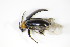  (Luperomorpha - GBOL_Col_FK_3101)  @13 [ ] CreativeCommons - Attribution Non-Commercial Share-Alike (2015) Unspecified SNSB, Zoologische Staatssammlung Muenchen