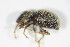  (Stasiodis - GBOL_Col_FK_3104)  @13 [ ] CreativeCommons - Attribution Non-Commercial Share-Alike (2015) Unspecified SNSB, Zoologische Staatssammlung Muenchen