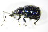  (Otiorhynchus gemmatus - GBOL_Col_FK_3130)  @14 [ ] CreativeCommons - Attribution Non-Commercial Share-Alike (2015) Unspecified SNSB, Zoologische Staatssammlung Muenchen