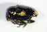  ( - GBOL_Col_FK_3136)  @12 [ ] CreativeCommons - Attribution Non-Commercial Share-Alike (2015) Unspecified SNSB, Zoologische Staatssammlung Muenchen