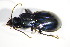  ( - GBOL_Col_FK_3147)  @13 [ ] CreativeCommons - Attribution Non-Commercial Share-Alike (2015) Unspecified SNSB, Zoologische Staatssammlung Muenchen