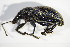  (Otiorhynchus vehemens - GBOL_Col_FK_3149)  @13 [ ] CreativeCommons - Attribution Non-Commercial Share-Alike (2015) Unspecified SNSB, Zoologische Staatssammlung Muenchen