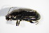  ( - GBOL_Col_FK_3156)  @13 [ ] CreativeCommons - Attribution Non-Commercial Share-Alike (2015) Unspecified SNSB, Zoologische Staatssammlung Muenchen