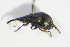  ( - GBOL_Col_FK_3160)  @12 [ ] CreativeCommons - Attribution Non-Commercial Share-Alike (2015) Unspecified SNSB, Zoologische Staatssammlung Muenchen