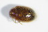 (Contacyphon ochraceus - GBOL_Col_FK_3190)  @13 [ ] CreativeCommons - Attribution Non-Commercial Share-Alike (2015) Unspecified SNSB, Zoologische Staatssammlung Muenchen