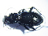  ( - GBOL_Col_FK_3212)  @13 [ ] CreativeCommons - Attribution Non-Commercial Share-Alike (2015) Unspecified SNSB, Zoologische Staatssammlung Muenchen