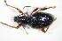  (Otiorhynchus niger - GBOL_Col_FK_3231)  @14 [ ] CreativeCommons - Attribution Non-Commercial Share-Alike (2015) Unspecified SNSB, Zoologische Staatssammlung Muenchen