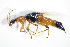  ( - GBOL_Col_FK_3236)  @13 [ ] CreativeCommons - Attribution Non-Commercial Share-Alike (2015) Unspecified SNSB, Zoologische Staatssammlung Muenchen