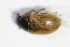 ( - GBOL_Col_FK_3243)  @12 [ ] CreativeCommons - Attribution Non-Commercial Share-Alike (2015) Unspecified SNSB, Zoologische Staatssammlung Muenchen