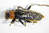  ( - GBOL_Col_FK_3263)  @13 [ ] CreativeCommons - Attribution Non-Commercial Share-Alike (2015) Unspecified SNSB, Zoologische Staatssammlung Muenchen