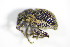  ( - GBOL_Col_FK_3271)  @14 [ ] CreativeCommons - Attribution Non-Commercial Share-Alike (2015) Unspecified SNSB, Zoologische Staatssammlung Muenchen