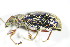  ( - GBOL_Col_FK_3288)  @13 [ ] CreativeCommons - Attribution Non-Commercial Share-Alike (2015) Unspecified SNSB, Zoologische Staatssammlung Muenchen