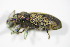  ( - GBOL_Col_FK_3289)  @13 [ ] CreativeCommons - Attribution Non-Commercial Share-Alike (2015) Unspecified SNSB, Zoologische Staatssammlung Muenchen