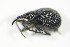  (Protopirapion - GBOL_Col_FK_3298)  @13 [ ] CreativeCommons - Attribution Non-Commercial Share-Alike (2015) Unspecified SNSB, Zoologische Staatssammlung Muenchen