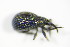  ( - GBOL_Col_FK_3299)  @12 [ ] CreativeCommons - Attribution Non-Commercial Share-Alike (2015) Unspecified SNSB, Zoologische Staatssammlung Muenchen