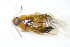  ( - GBOL_Col_FK_3306)  @11 [ ] CreativeCommons - Attribution Non-Commercial Share-Alike (2015) Unspecified SNSB, Zoologische Staatssammlung Muenchen